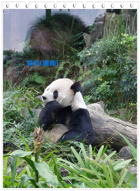 201312動物園-l