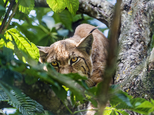 Female lynx observing from the tree by Tambako the Jaguar