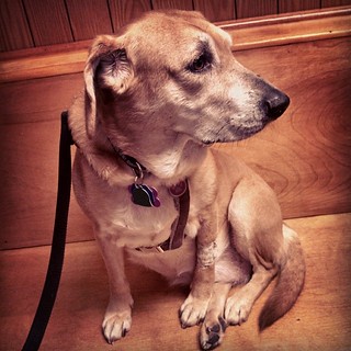 Check up at the vet! #dogstagram #houndmix #ilovemydogs #adoptdontshop #instadog