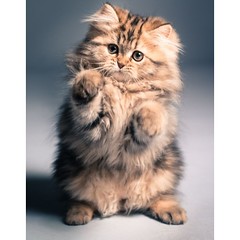 cat #cats #catsagram #catstagram #instagood #kitten...