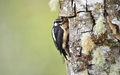 woodpecker 啄木鸟
