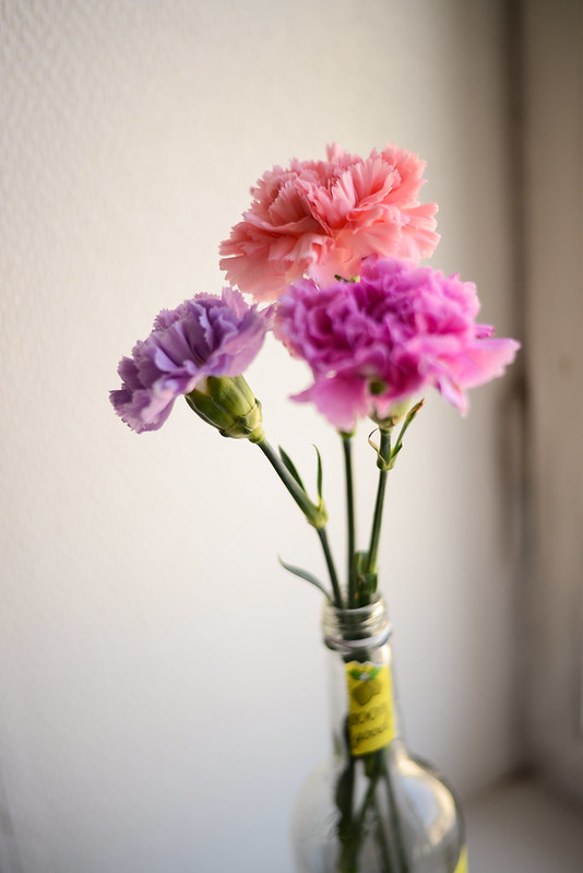 Colourful carnations