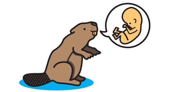 A cute beaver with a speech bubble that has a fetus in it.