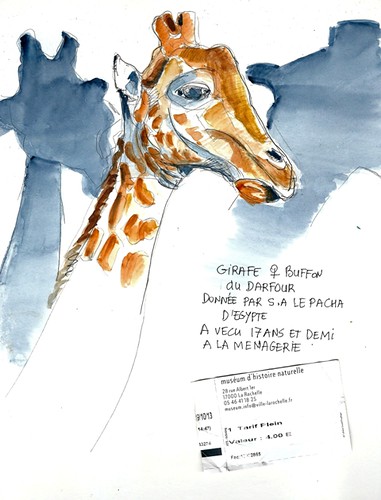 A giraffe - Une girafe by cassy1723