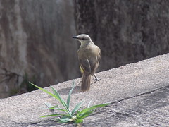 Aves Jundiaienses