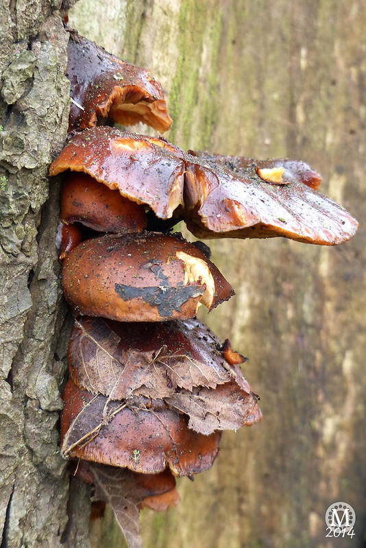fungi-toadstools-mushrooms-bedfords-country-park-essex (3)