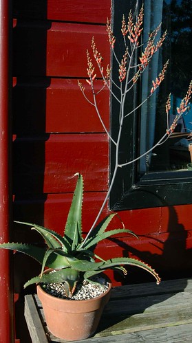 Aloe Gilbertii, our plant in flower. by Céili & Bowery