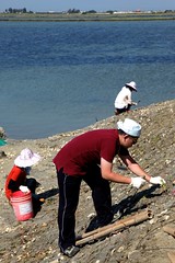 志工於棲地沿岸邊進行濱水菜種植。