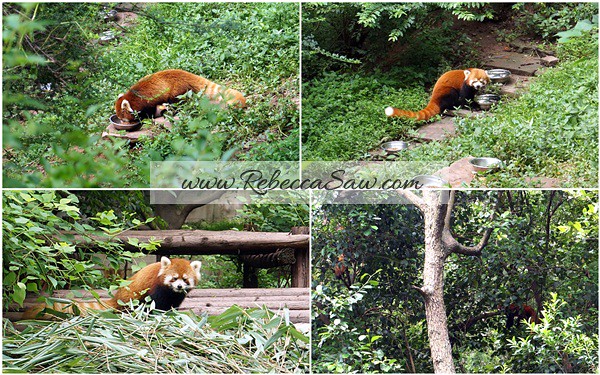 Chengdu - Panda Breeding Farm-062