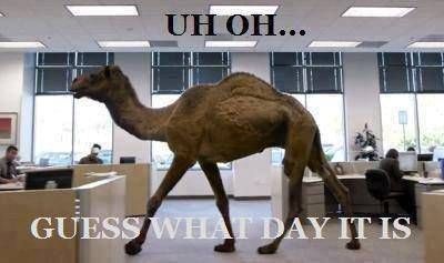 hump-day-camel