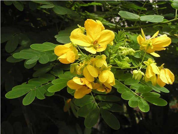 1.Cassia splendida, Flowery Senna or Yellow Senna