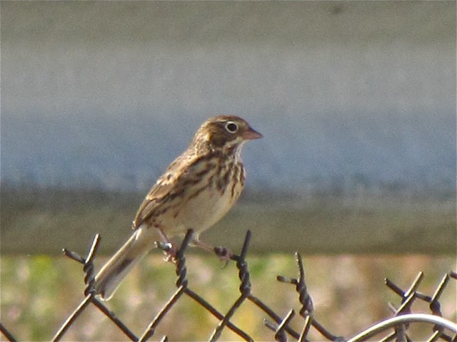 Vesper Sparrow at El Paso Sewage Treatment Center in Woodford County, IL