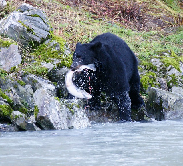 04-Bear vs Salmon-24