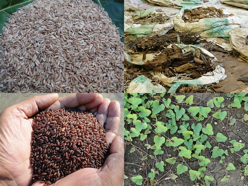 Validated and Powerful Medicinal Rice Formulations for Diabetes (Madhumeha) and Cancer Complications and Revitalization of Pancreas (TH Group-147 special) from Pankaj Oudhia’s Medicinal Plant Database by Pankaj Oudhia