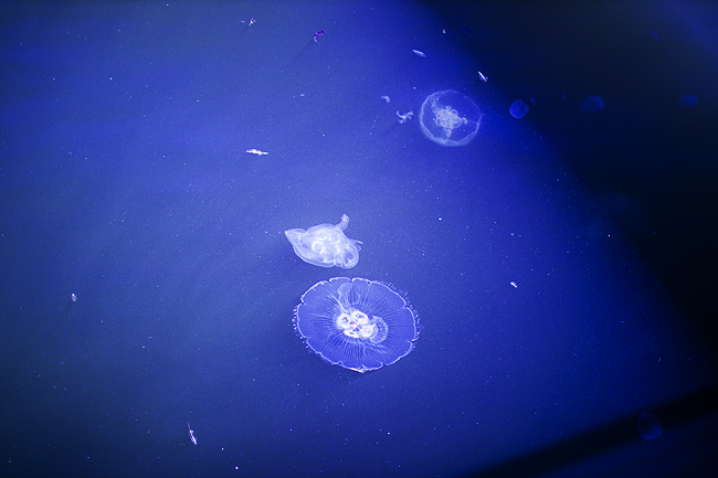 meduusa