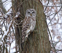 _MG_5771 Barred Owl