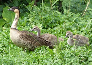 Nene (Hawaiian Goose) and Goslings