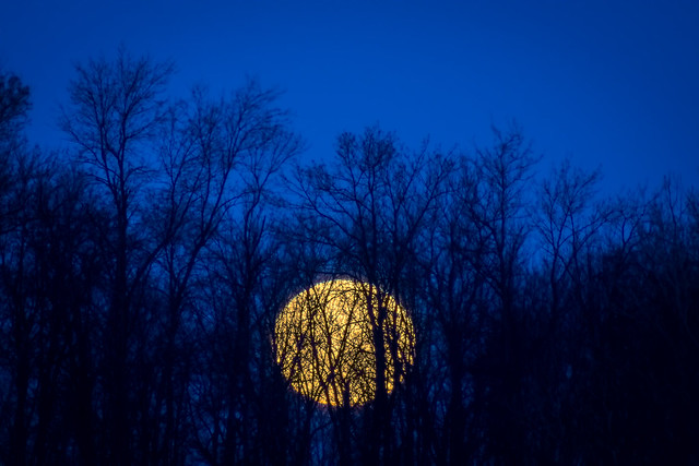 Full Moon, Trees, Blue, Moon, Luna, Moonset
