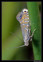 Lepidoptera/Glyphipterigidae