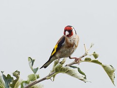 Stieglitz (European Goldfinch)
