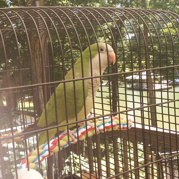Perfect day for the outdoor cage #parrot #lovethisweather
