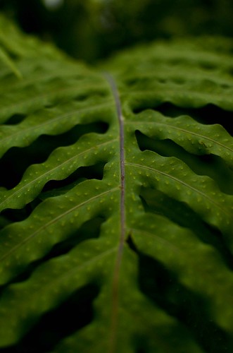 Phipps Conservatory - Leaf