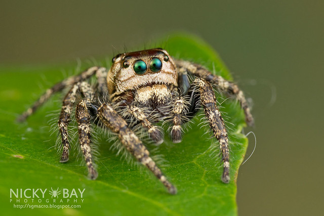 Jumping Spider (Salticidae) - DSC_8401