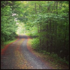 The gentle rain overnight gave our morning walk (#5) a hushed feeling. #ilovethecabin