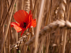 wheat and poppies