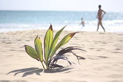 Pflanze am Strand - Martinique, Karibik
