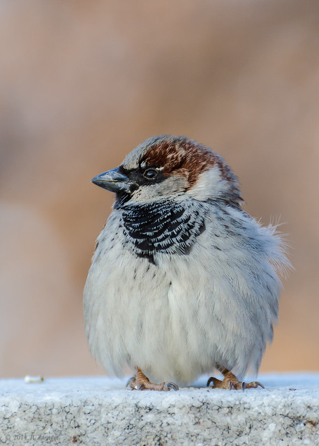 Windy winter Washington sparrow