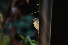 House Sparrow Passer domesticus 