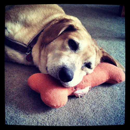 My princess thinks it's way too hot... I agree! #houndmix #rescue #adoptdontshop #dogstagram #lazy