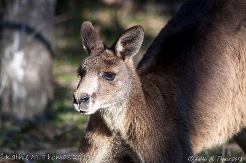 Male Eastern Kangaroo