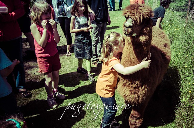 Hugging Alpaca