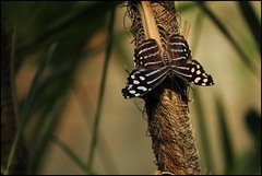 Le Tropique du Papillon