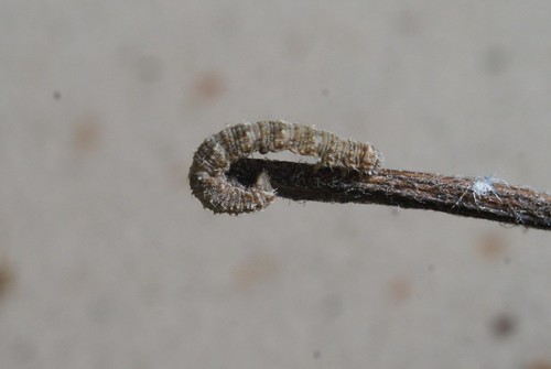 Yarrow Pug (Eupithecia millefoliata) larva
