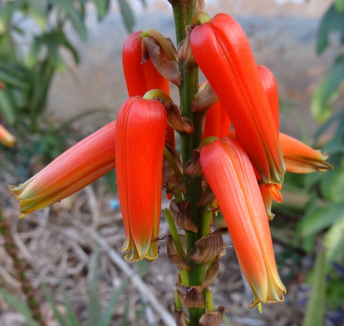 Aloe pienaarii - from Goba by tonrulkens