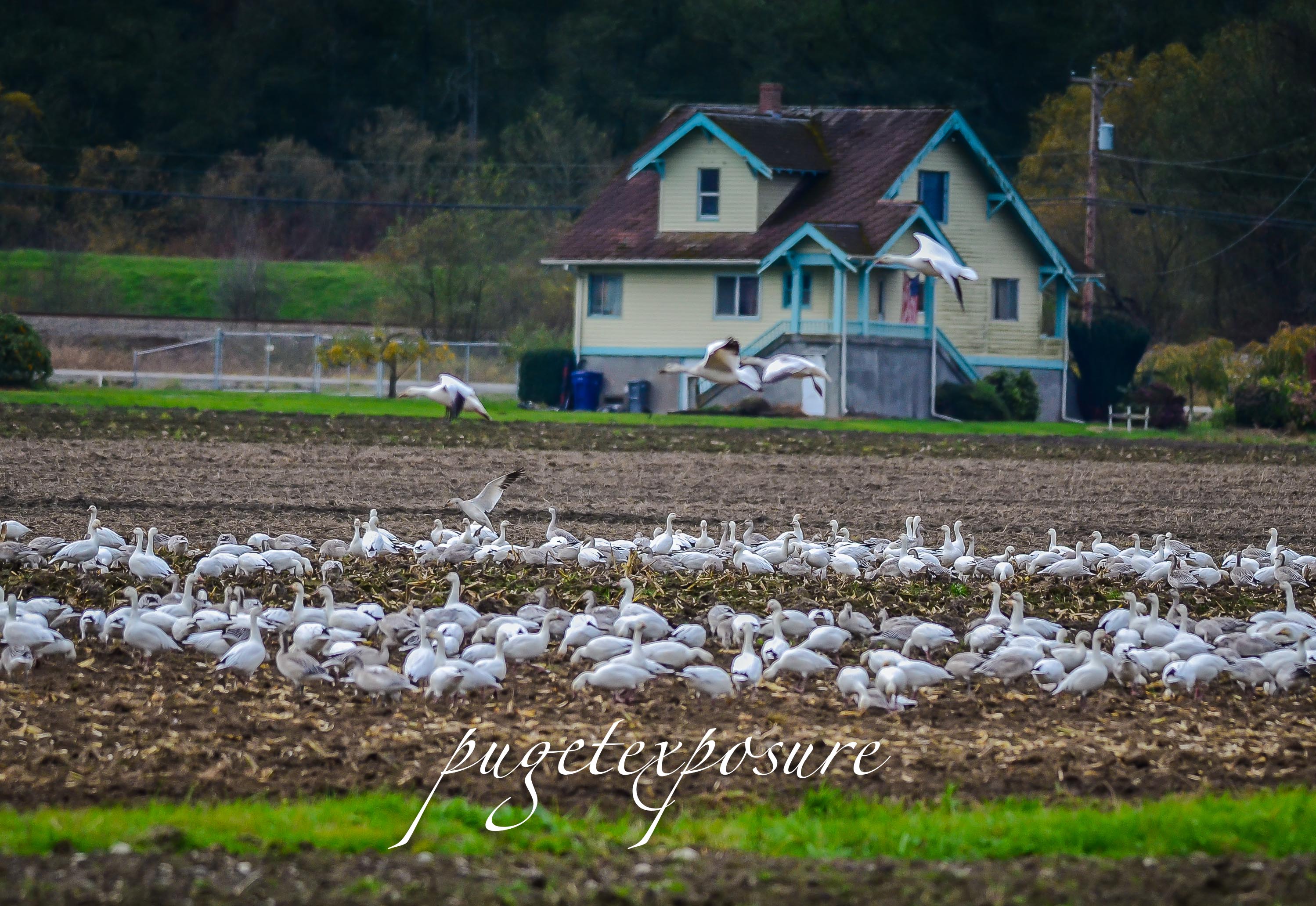 Pioneer Highway Farm house and a large flock of Snow Geese