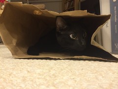 Martha cat in paper bag