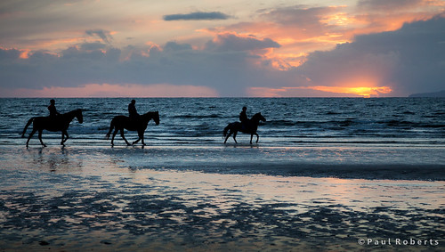Irvine Beach Horses [IMG_4782]