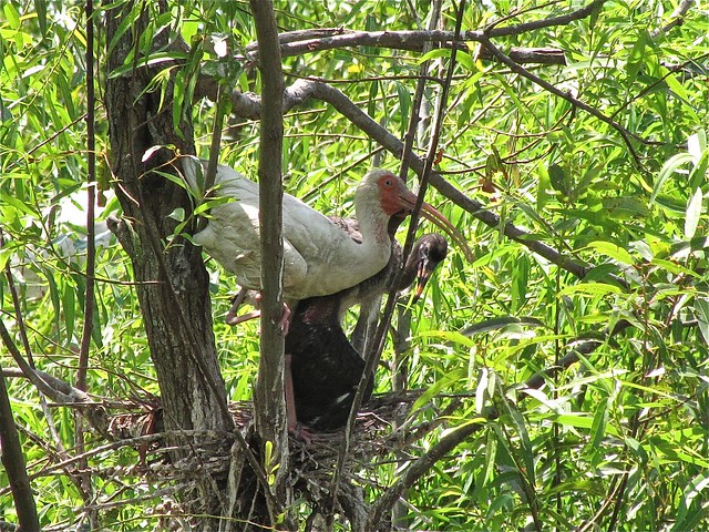White Ibis at Pinckney Island National Wildlife Refuge 21