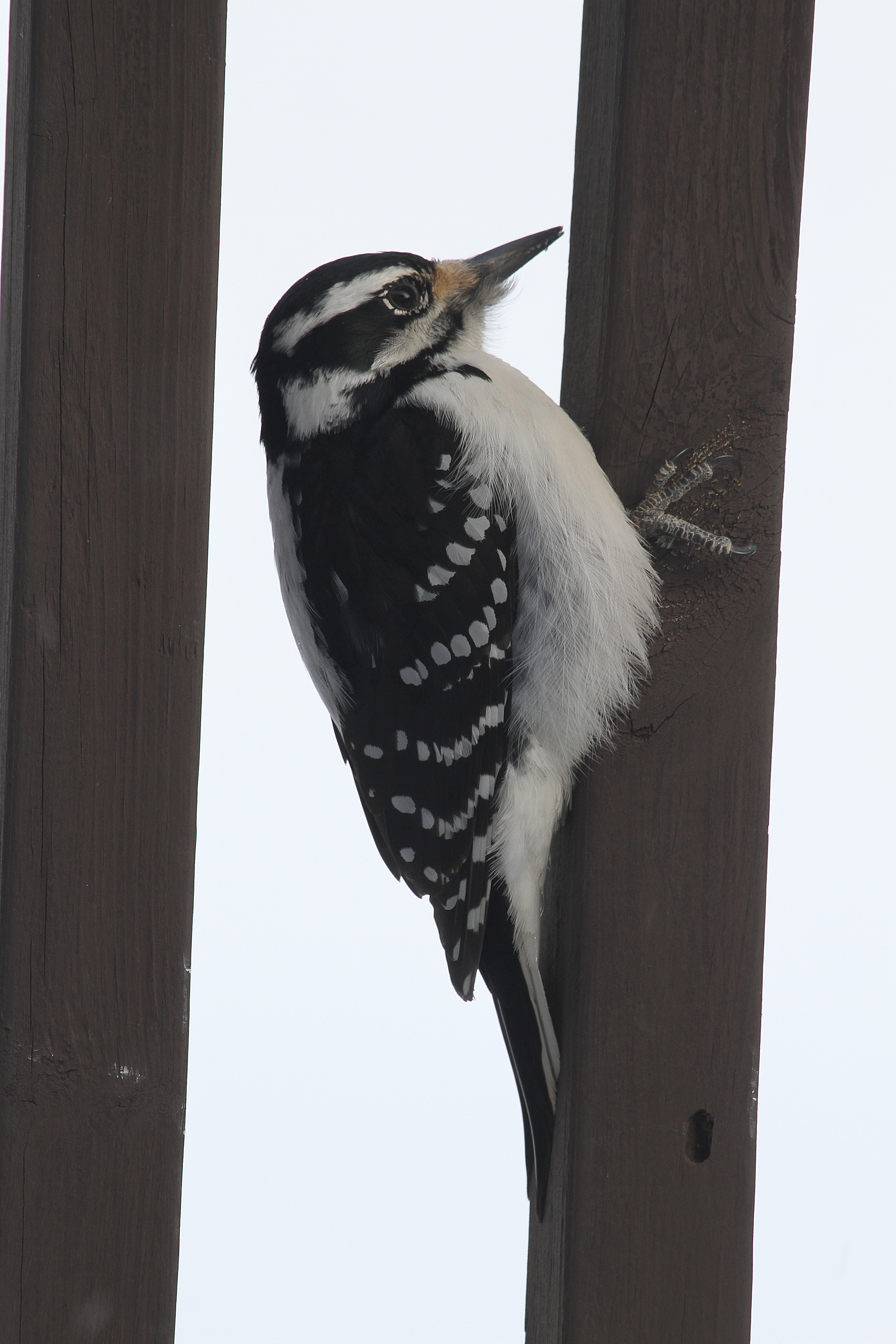 Hairy Woodpecker4