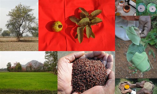 Validated and Potential Medicinal Rice Formulations for Hypertension (उच्च रक्तचाप) with Diabetes mellitus Type 2 (मधुमेह) Complications (TH Group-324 special) from Pankaj Oudhia’s Medicinal Plant Database by Pankaj Oudhia