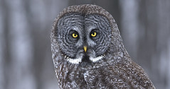 Great Grey Owls