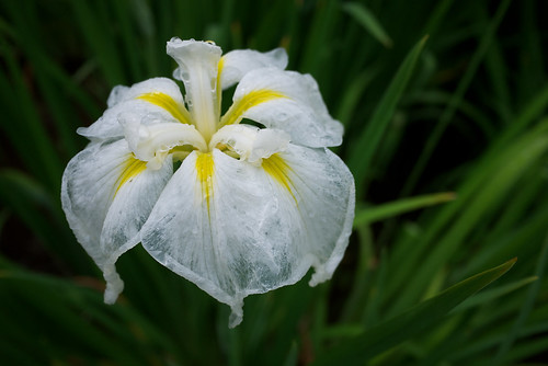 Rainy Iris