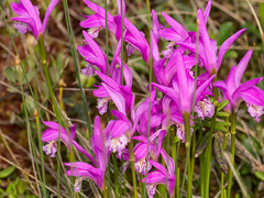 Arethusa bulbosa (Dragon's Mouth orchid) -- Newfoundland, Canada -- July 2013