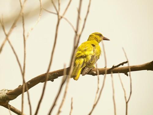 Yellow Bird 2