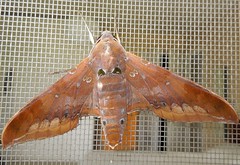hawk moth (Ambulyx sp.) 