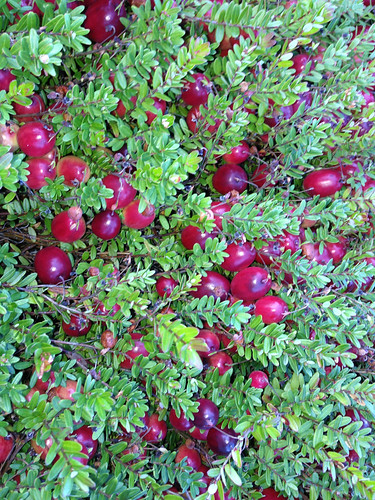 Ripe berries on the vine ready to be picked at Mayflower Cranberries in Plympton, Mass. Photo by Jeff LaFleur of Mayflower Cranberries used with permission.